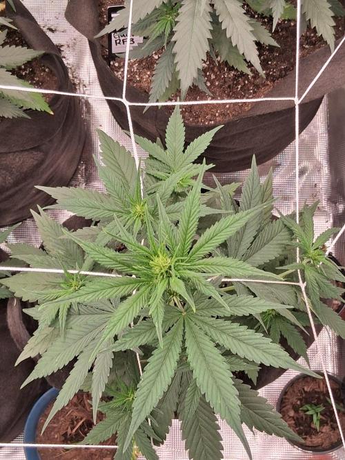 BrannBrittschatgbtgrow. Week 6 - Strawberry gorilla rf3