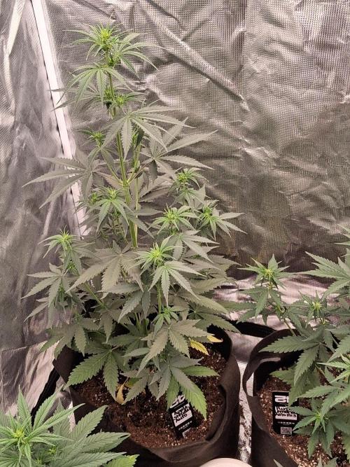 BrannBrittschatgbtgrow. Week 6