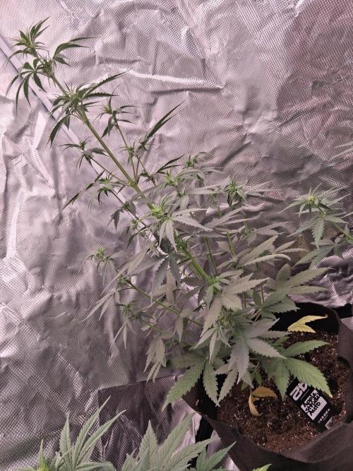 BrannBrittschatgbtgrow. Week 6 - Apple strudle auto