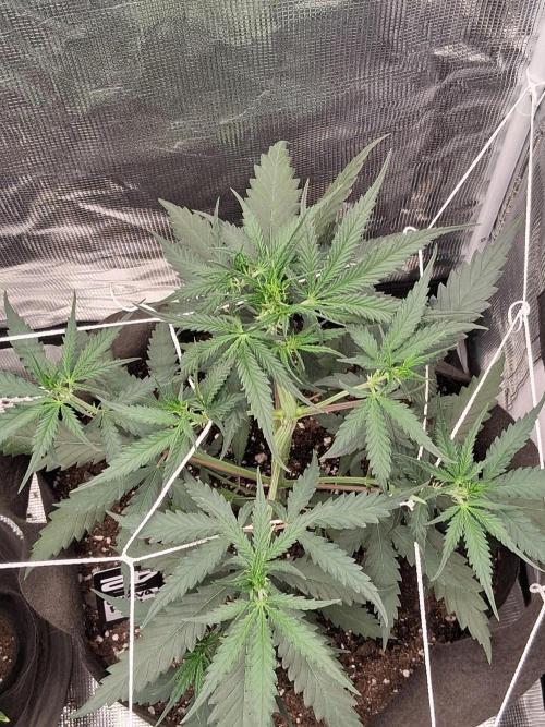 BrannBrittschatgbtgrow. Week 6 - Guava rf3