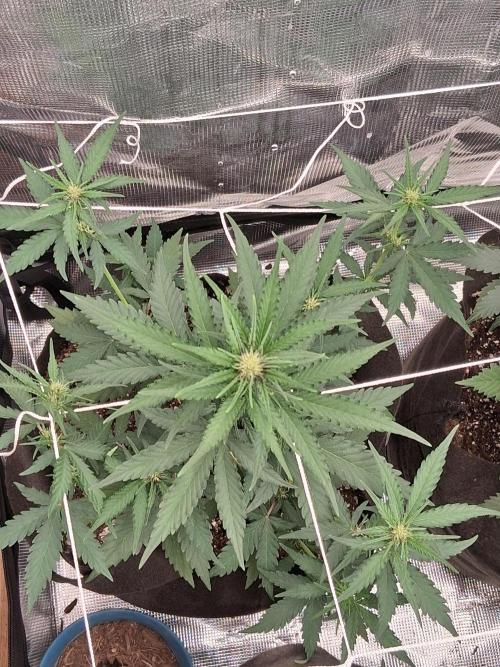 BrannBrittschatgbtgrow. Week 6