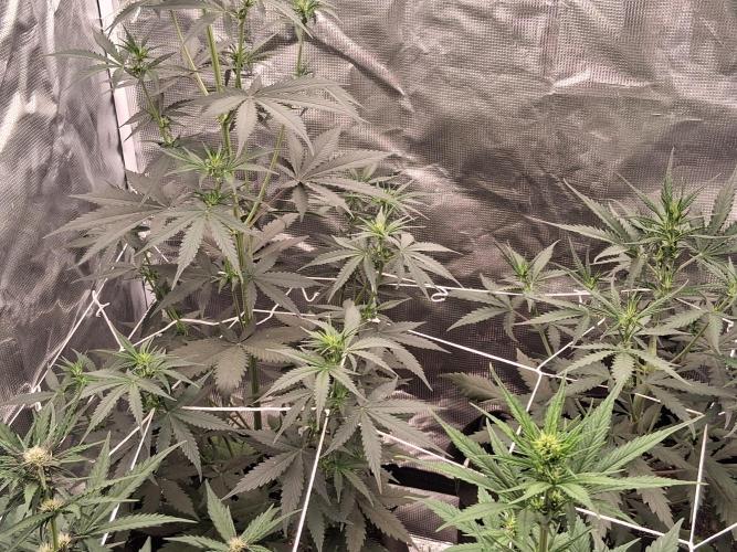 BrannBrittschatgbtgrow. Week 7
