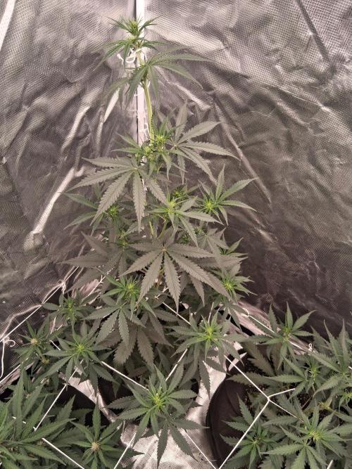 BrannBrittschatgbtgrow. Week 7
