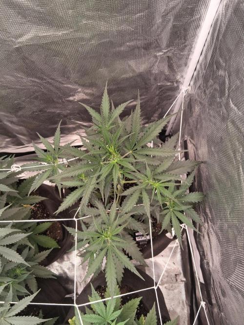 BrannBrittschatgbtgrow. Week 7