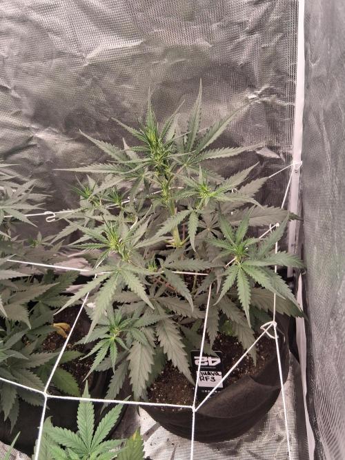 BrannBrittschatgbtgrow. Week 7