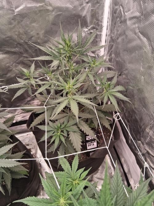 BrannBrittschatgbtgrow. Week 7