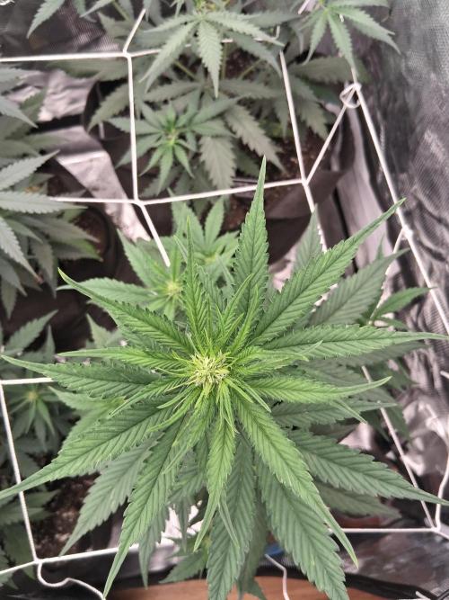BrannBrittschatgbtgrow. Week 7