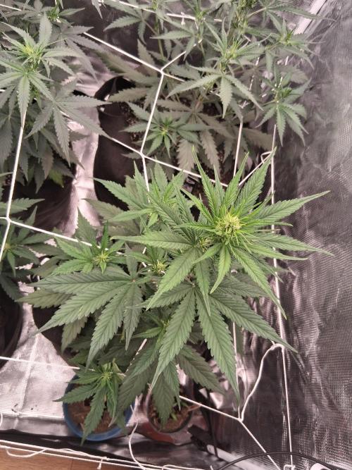 BrannBrittschatgbtgrow. Week 7