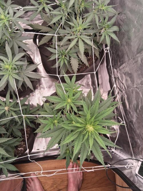 BrannBrittschatgbtgrow. Week 7