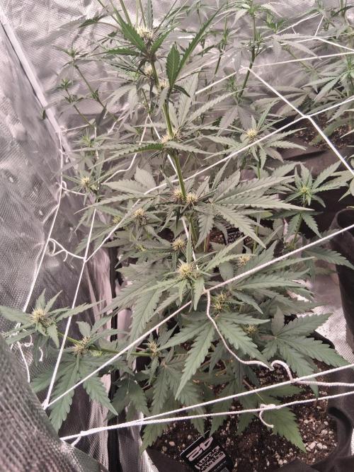 BrannBrittschatgbtgrow. Week 7