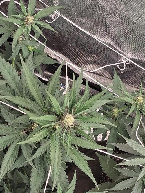 BrannBrittschatgbtgrow. Week 7