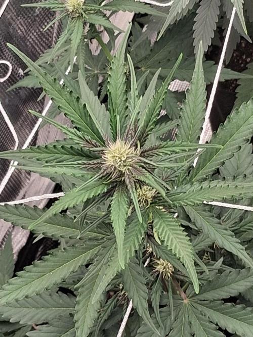 BrannBrittschatgbtgrow. Week 7