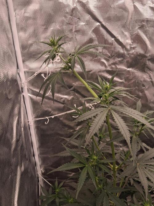 BrannBrittschatgbtgrow. Week 7