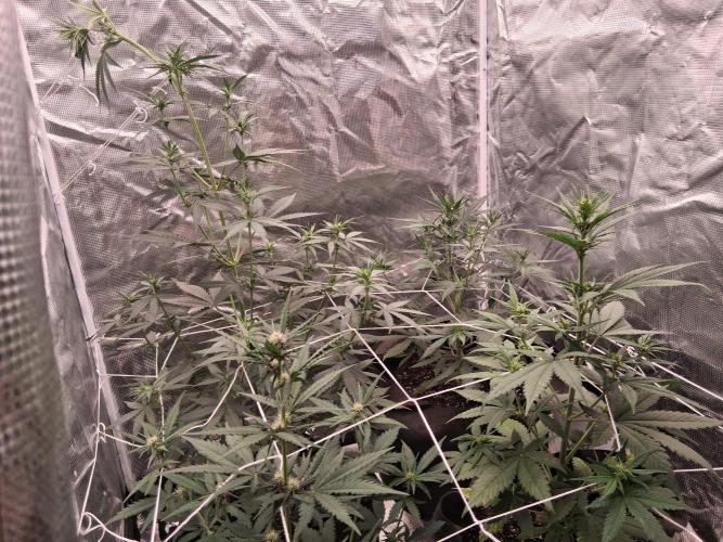BrannBrittschatgbtgrow. Week 7