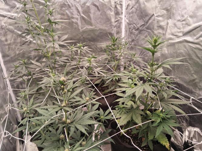 BrannBrittschatgbtgrow. Week 7