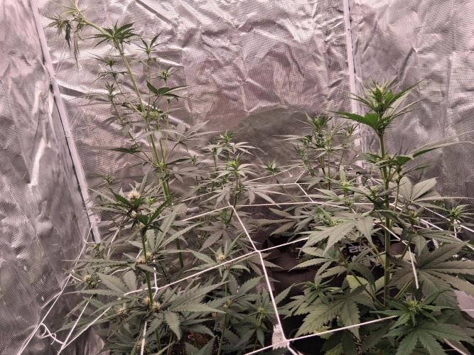 BrannBrittschatgbtgrow. Week 7
