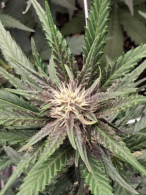 BrannBrittschatgbtgrow. Week 8 - Purple lemonade auto rf3 day 32