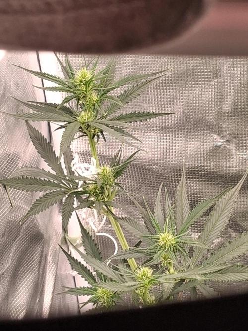 BrannBrittschatgbtgrow. Week 8 - Apple strudle auto day 40
