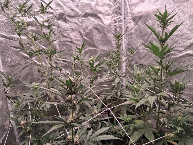 BrannBrittschatgbtgrow. Week 8 - Canopy