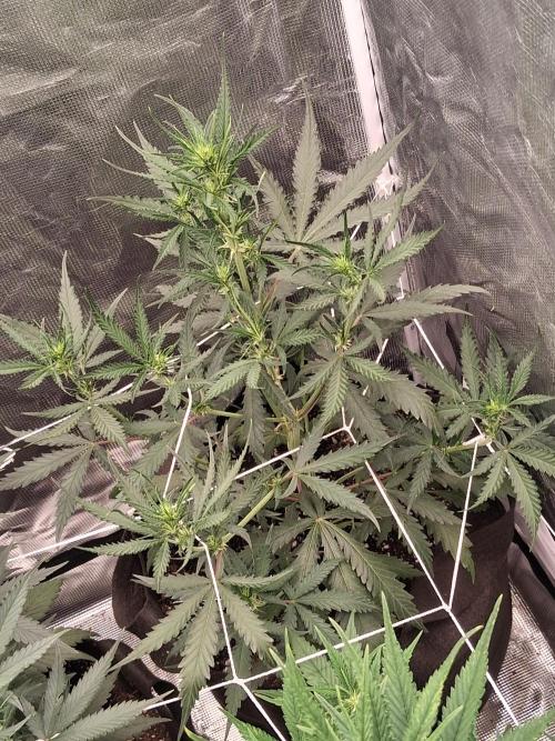 BrannBrittschatgbtgrow. Week 8 - Guava rf3 day 32