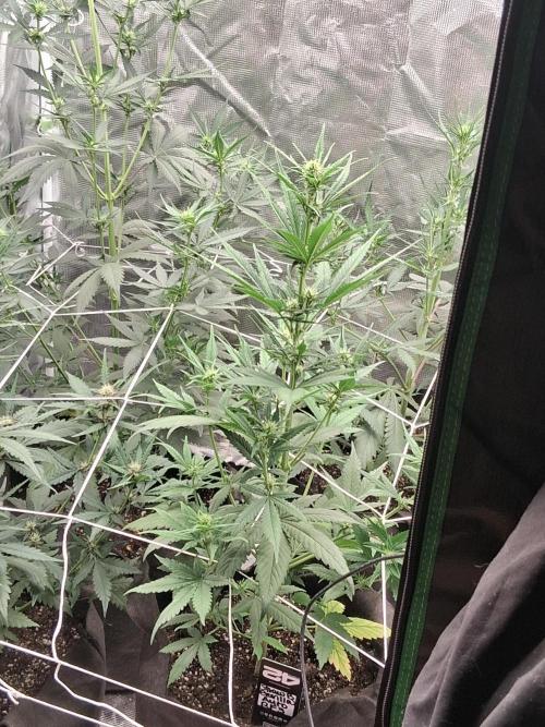 BrannBrittschatgbtgrow. Week 8 - Stretch