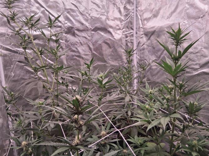 BrannBrittschatgbtgrow. Week 8