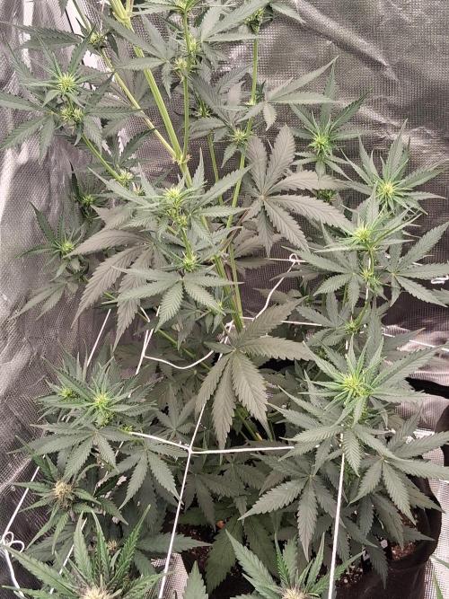 BrannBrittschatgbtgrow. Week 8