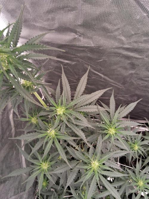 BrannBrittschatgbtgrow. Week 8
