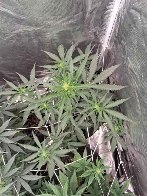 BrannBrittschatgbtgrow. Week 8