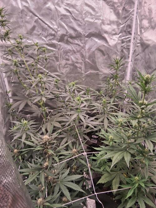 BrannBrittschatgbtgrow. Week 8