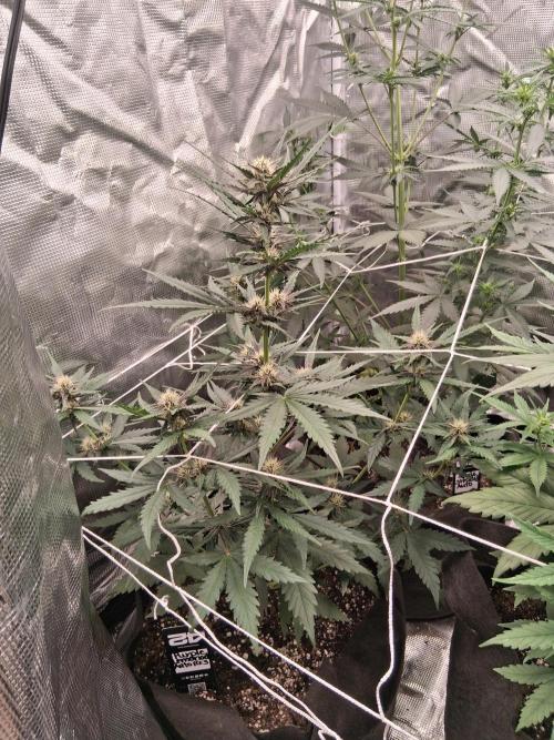 BrannBrittschatgbtgrow. Week 8