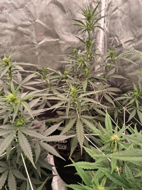 BrannBrittschatgbtgrow. Week 8