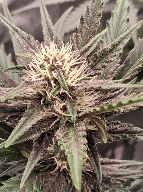 BrannBrittschatgbtgrow. Week 8