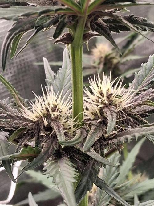 BrannBrittschatgbtgrow. Week 8