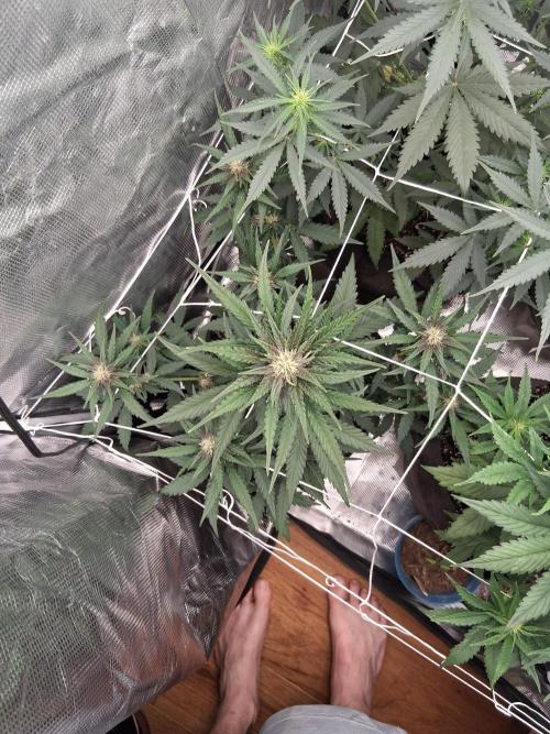 BrannBrittschatgbtgrow. Week 8