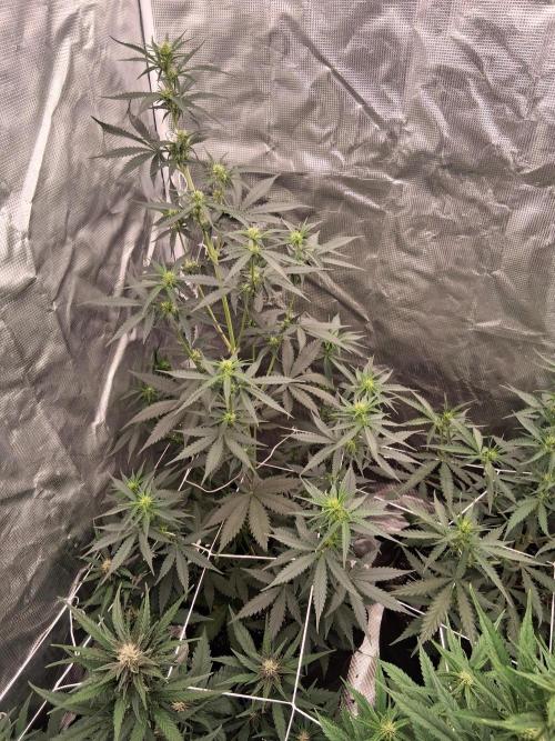 BrannBrittschatgbtgrow. Week 8