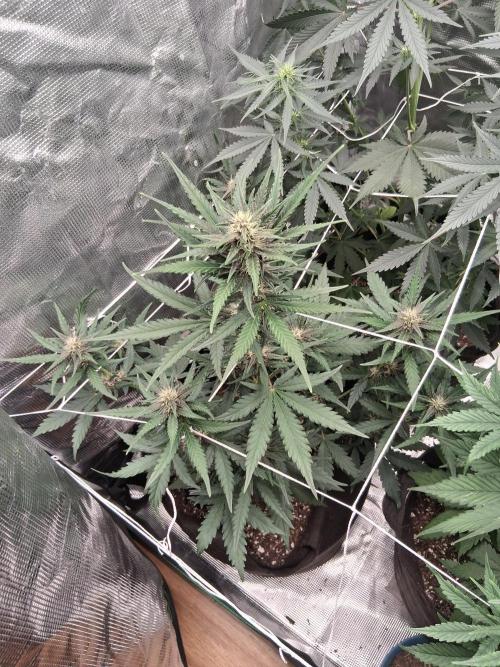 BrannBrittschatgbtgrow. Week 7 - Big jump today you can see the other pics this week 