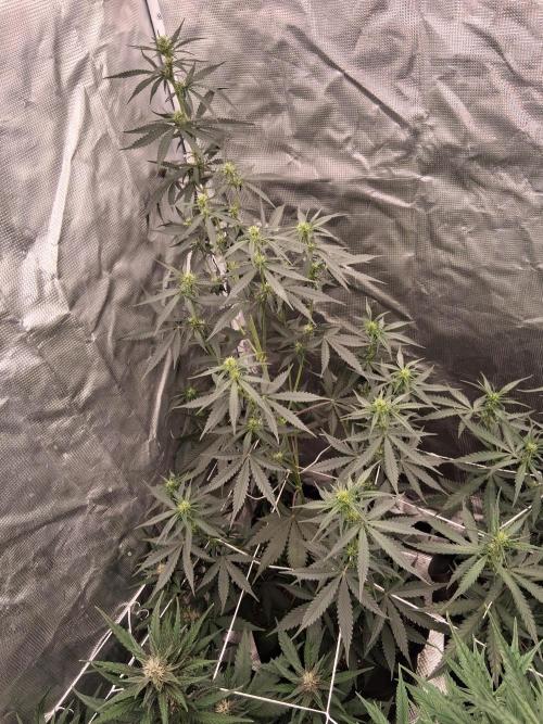 BrannBrittschatgbtgrow. Week 7