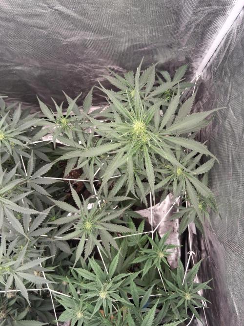BrannBrittschatgbtgrow. Week 7