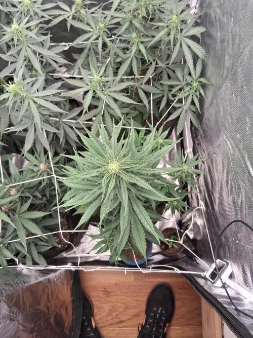 BrannBrittschatgbtgrow. Week 7