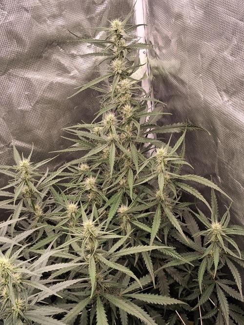 BrannBrittschatgbtgrow. Week 9 - Guava rf3