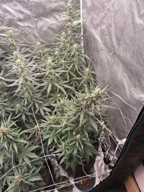 BrannBrittschatgbtgrow. Week 9