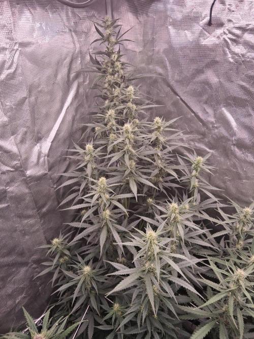BrannBrittschatgbtgrow. Week 9
