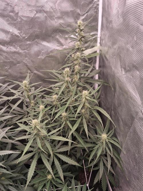 BrannBrittschatgbtgrow. Week 10