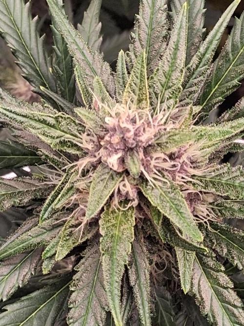BrannBrittschatgbtgrow. Week 10