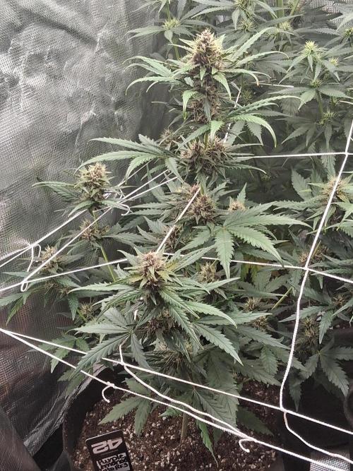 BrannBrittschatgbtgrow. Week 10