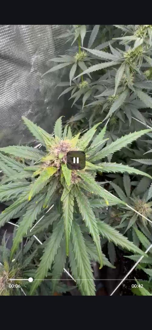 BrannBrittschatgbtgrow. Week 10