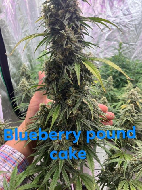 One of my projects. Week 7 - Cross is my DJ shorts blue Berry auto x gg4 auto x pound cake 420 fastbuds 