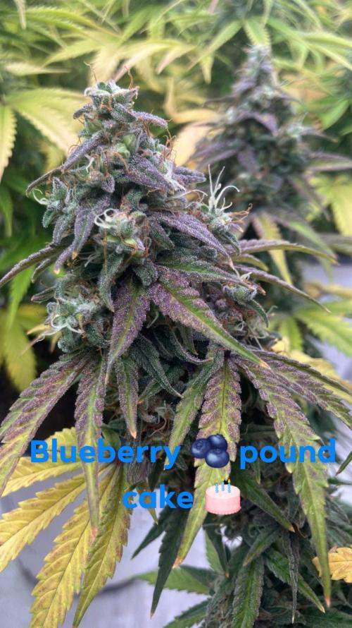 One of my projects. Week 7 - Definitely blueberry terps all the way to making hash