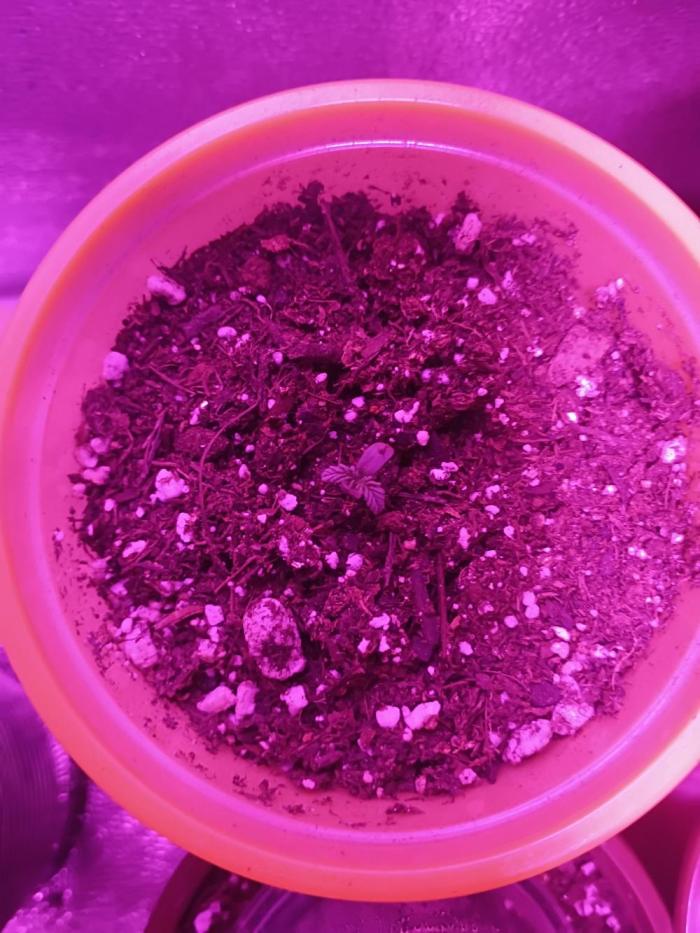 last bean of the blueberry pound cake. Week 0 - she will be the parent that I will reverse to breed photos to make fast flowers nothing much to see 